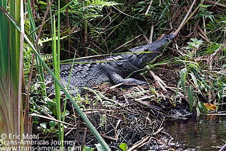 Croc