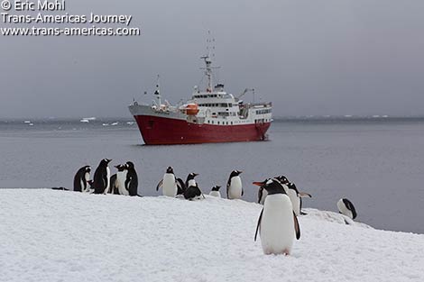 Gentoo-peguin_Antarctic-Dream