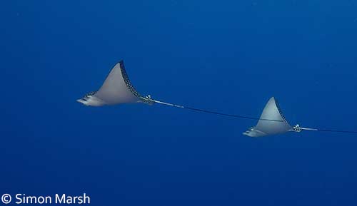 Belize-diving_eagle-rays