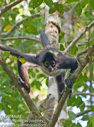 Mirador_spider-monkey