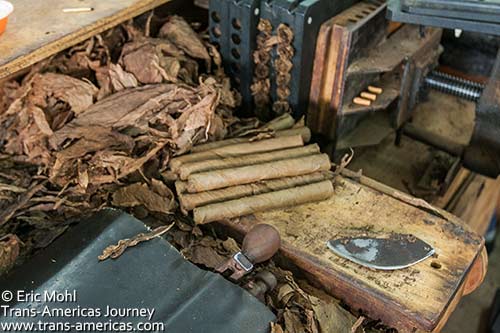 cigar-rolling-filler Cigar ready for rolling - Plasencia Cigars Factory Tour - Danli, Honduras