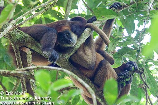 Spider Monkeys Tortuguero National Park, Costa Rica