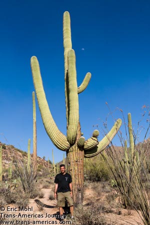 Giant Saguaro Cactus - Saguaro National Park, Arizona