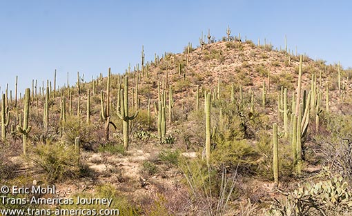 Saguaro Cactus Forest - Saguaro National Park, Arizona