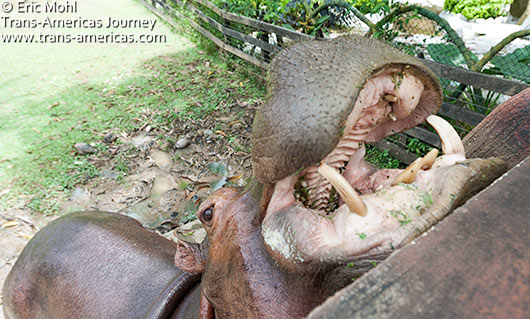 Hippo Vanessa Hacienda Napoles