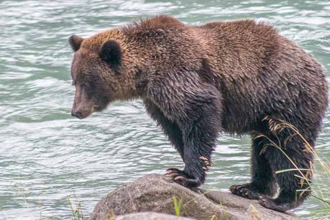 Bears mostly behaving in Haines, KHNS Radio