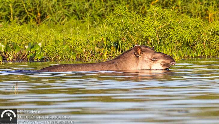 Tapir