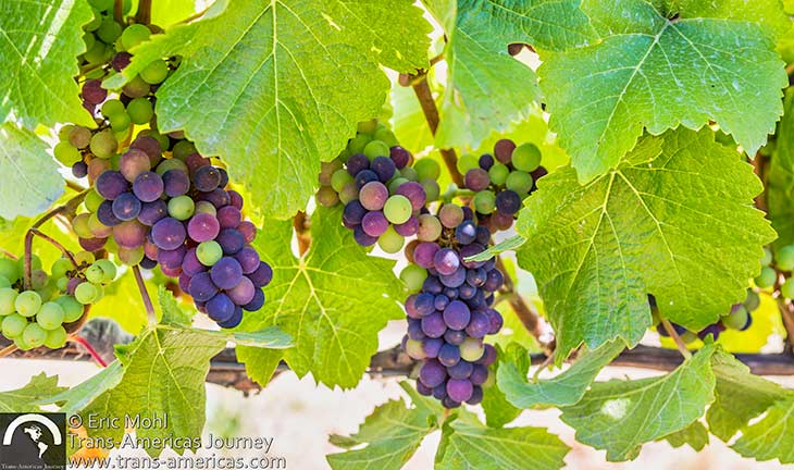 wine grapes patagonia