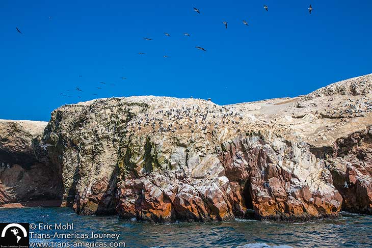 nesting boobies ballestas islands