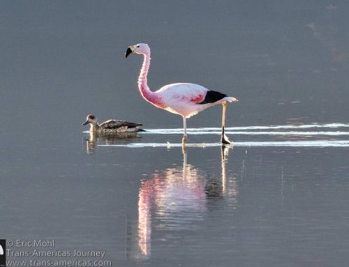 Flamingos, Salt Flats, and High Peaks – Nevado de Tres Cruces National Park, Chile