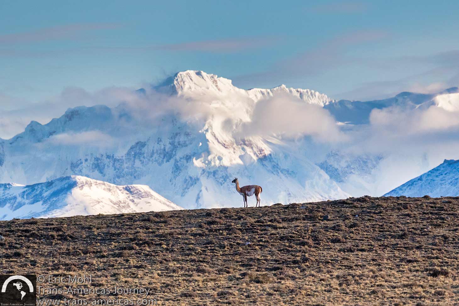 guanaco torres del paine 2x