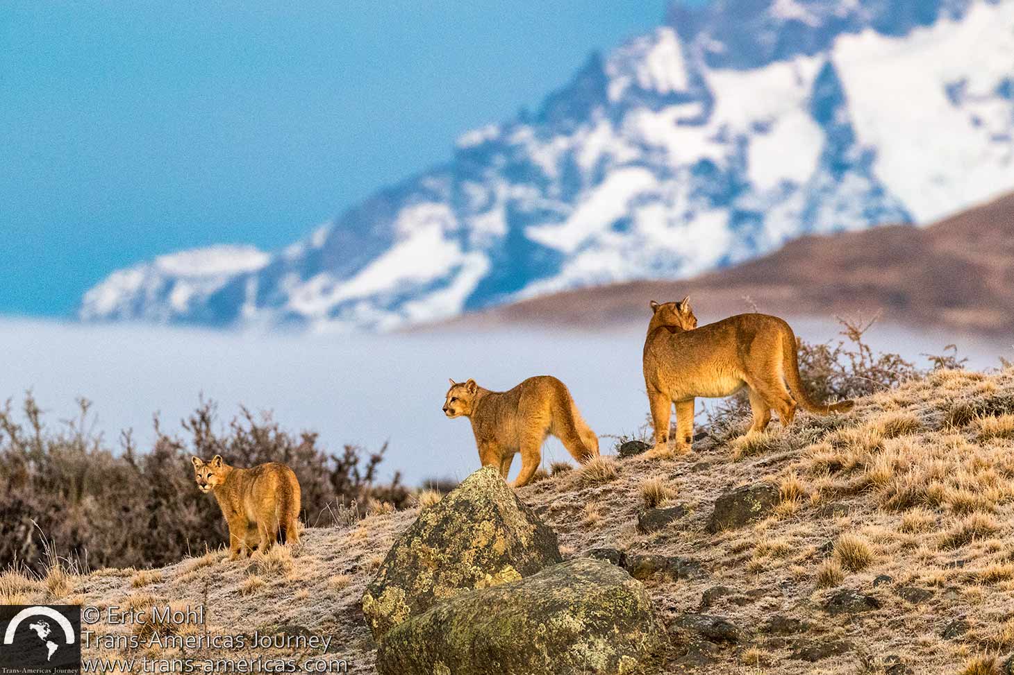 ambar with puma cubs 2x