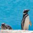 penguins Valdes Argentina 2x