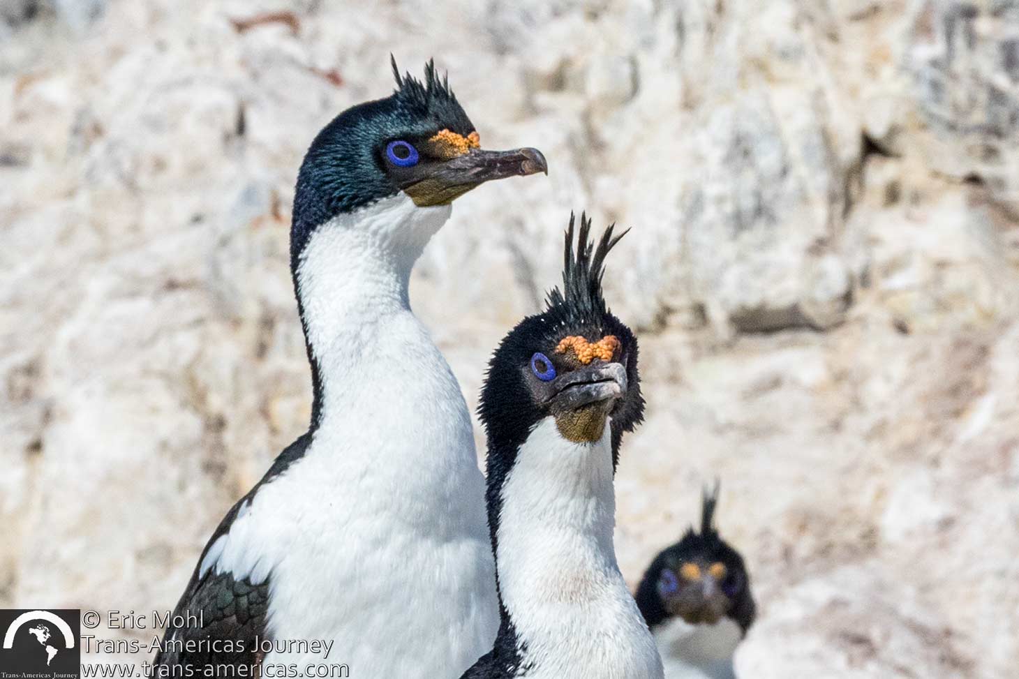 imperial cormorant 2x